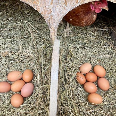 Bolara 60: The Cottage Grožnjan المظهر الخارجي الصورة